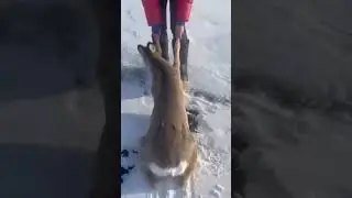 Poor deer slips in snow rescue#viral#video#shorts#trending