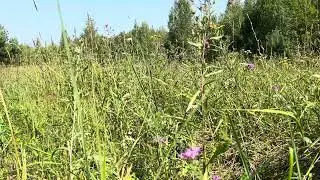ASMR. Летняя поляна