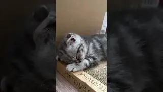 Сладко уснула🥰 #котенок #котики