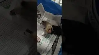 CHIHUAHUA APPLE HEAD 2X KIMBO PUPPYS