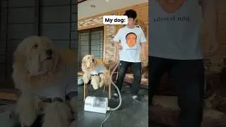 Other Dogs vs My Dog: Vacuum Edition