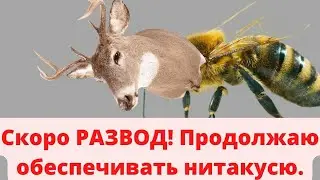 Ошибка мужчин ПЕРЕД РАЗВОДОМ! Не будьте Аленем!