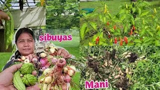 Harvest today: Onion, mani, sili at ampalaya