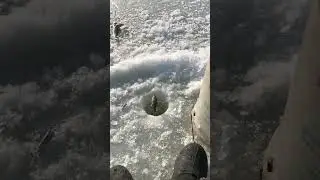 Навага, замедленная съёмка