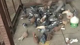 Голуби  Николаевские!  Питомник.  Вовк С.П.