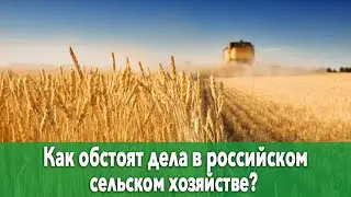 Как обстоят дела в российском сельском хозяйстве?/ Владимир Коптев-Дворников