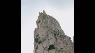 Crazy bird Watch full  Video # LION KINGS