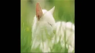 кошка мурчит