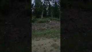 Бесстрашные зайцы в Пермском крае