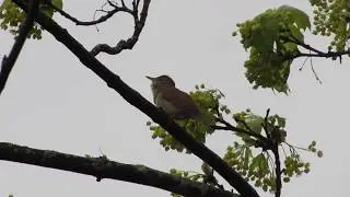 Камышовка садовая май 2017