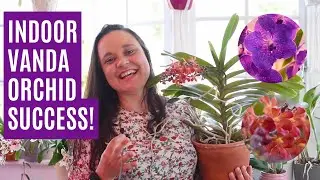 Secrets to blooming Vanda orchids indoors year-round!