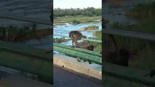 Curious Baboon's Riverside Spectacle: A Helpful Encounter on Olifants River Bridge!