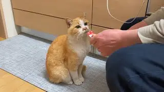 まったりタマしゃんと激しいサビちゃん