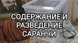 Содержание и разведение саранчи в домашних условиях. Часть 1. Контейнер для саранчи