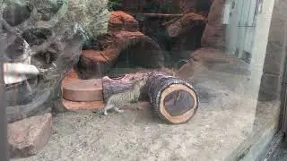 Sandcat Kittens 