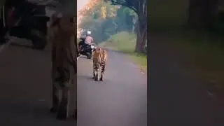 Men Face Tiger Face 2 Face In India 👹 #shorts #tiger #youtubeshorts #wild