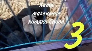 Катя маленькие хомяки Снова 3