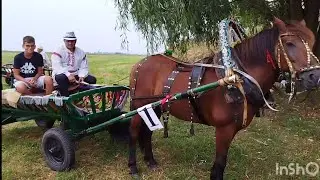 ЛОШАДИ🐎ЗНАКОМИМСЯ С УЧАСТНИКАМИ ПОЛЕССКИХ СОРЕВНОВАНИЙ И ИХ ЛОШАДЬМИ🐎