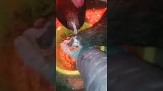 Главные пропойки перед сбором инкубационного яйца./Диета закончена./Ура,прокопали отлив!