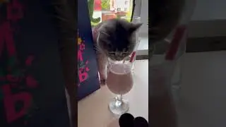 Это я не ем, я не козел! #юмор #котики #кошка #смешныекоты #смехдослез
