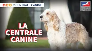 LA CENTRALE CANINE - Neo x Centrale Canine