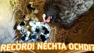 Record,NECHTA OCHDI  buni kòring !