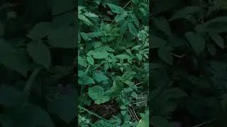 Погулял вчера по лесу 