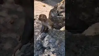 Милее нет ничего в этом мире