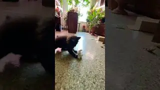 Собашка Дуся 