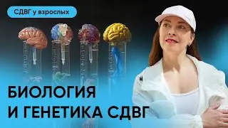 Биология и генетика СДВГ, передается ли по наследству, что происходит с мозгом l №9 СДВГ у взрослых