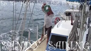 Sandy Sailing, Ep. 15, 'HOW big is that Fish, Steve?' ....check out the Grouper feeding!