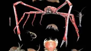 Insectos Marinoa