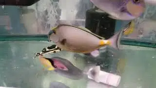 Blonde Naso Tang $349 - Sri Lanka