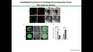 Yuanyuan Chen, Huazhong Agricultural University.  A heavy metal transporter ZmHMA3a identified...
