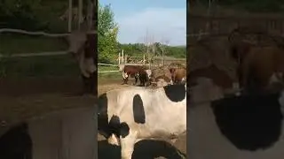 бык Тимоша