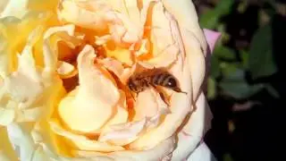 Пчелы и Роза (розово-желтый цветок) видео макро увеличение 2017