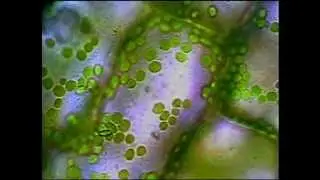 Plant cells and chloroplasts