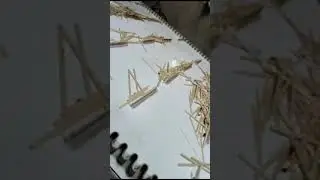 Сушилка для сушки палочек для мороженого