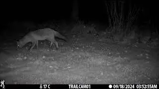 Few Days Of Foxy Business