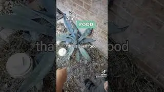 alien food