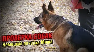 Внезапная атака на хозяина | Проверка собаки: Немецкая овчарка Миша