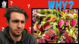 Why Do Venus Flytraps Go Dormant?