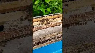 Malnad honey harvesting🍯 #honey #honeypot #malnad #yt #youtube #purehoney #nature #bee #honeybee