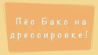 Грозный пёс Бакс на дрессировке! ЛЮДЯМ СО СЛАБЫМИ НЕРВАМИ НЕ СМОТРЕТЬ!