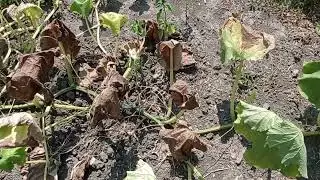 Аномальна жара// Дощів немає// Врожаю 🎃не буде