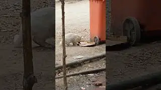 #shorts  cats lovers hits like