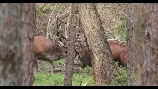 Spectaculair bronstgevecht edelherten (Hertenbronst 2023, Veluwe)