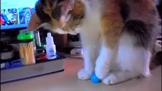 Кот играет в футбол