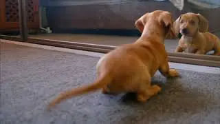 dog. #shorts