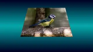 Eurasian blue tit (Cyanistes caeruleus)  song